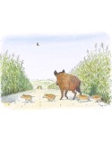 Wild boar crossing