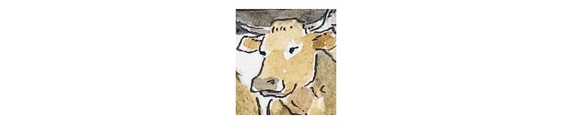 cow drawings
