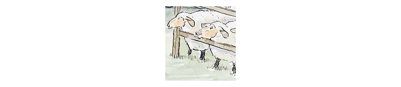 sheep drawings