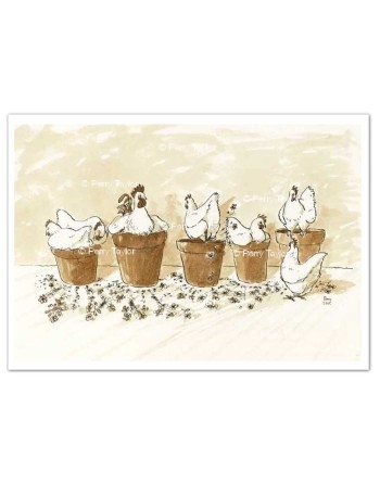 Chickens Dustbath