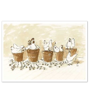 Chickens Dustbath